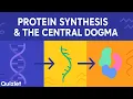 Protein Synthesis the Central Dogma Explained DNA RNA Protein