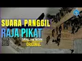 suara walet mp3- 💯II panggil walet birahi cocok untuk gedung baru dan gedung berkoloni