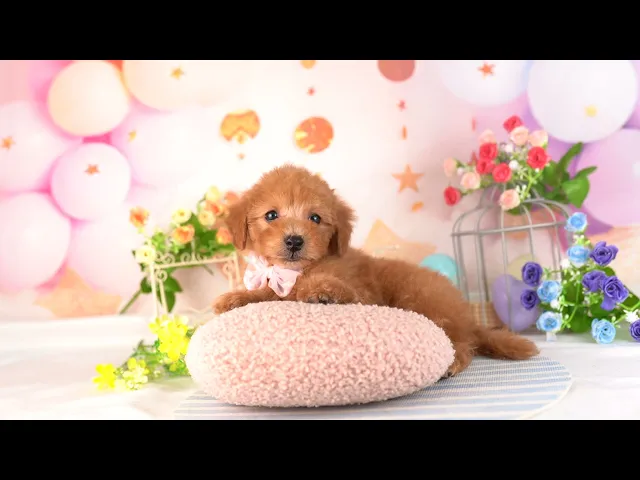 動画