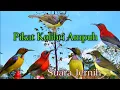 Download Lagu SUARA PIKAT Kolibri Kelapa Ribut Kombinasi Burung Sepah Raja Ampuh Untuk Pikat❗