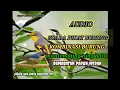 Download Lagu suara pikat burung kombinasi Jing Jing batu mantenan rambatan paruh merah