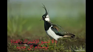 صوت التيبط أو الطربيس Northern Lapwing Sound 