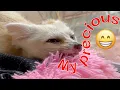 Tiffany the fox stole Naomi s lounger