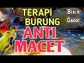 100% AMPUH‼️ Terapi Burung Stres \u0026 Macet Bunyi Agar Kembali Gacor - 1 Jam Suara Gemericik Air Alami
