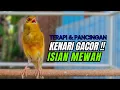 Download Lagu Kenari NGERIWIK CUIT Cuit !!! Suara PANCINGAN KENARI PAUD Belajar BUNYI | MASTERAN Kenari PAUD