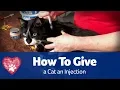 How to Give a Cat an Injection