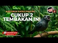 Download Lagu Masteran Srigunting Abu Abu Gacor Mewah Tembakan Panjang Kunti \u0026 Cililin
