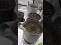 Season 1 Episode 1 of the White Widow Autoflower Grow
