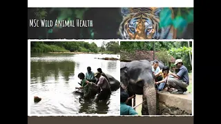 Dr Bapodra Zoo Animal Medicine