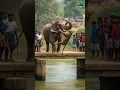 Download Lagu An elephant is throwing a tiger into the water #animals #tigres #short #elephant