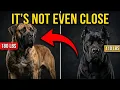 Boerboel vs Cane Corso - Which One Actually Scares a Trained Attacker