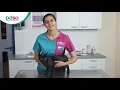 How To Apply A Spot On Flea Treatment For Your Cat PDSA Petwise Pet Health Hub