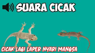 suara cicak 