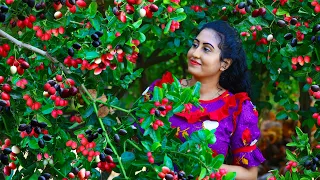 Karonda Fruit Harvest! 🍒 Sour & Sweet Recipes From Garden To Table!