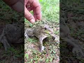 Boing Funny Catch Frog l Trying Touch Frog grappig hehehe #shorts #usa #usashorts #shortsfeed #gr...