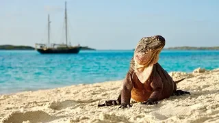 CRAZY IGUANA ISLAND IN THE BAHAMAS!