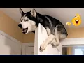 Lagu You Can’t Stop Laughing At These Pets 🤣 | Funniest Cats \u0026 Dogs 2025