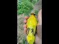 Download Lagu Lepasnya burung Golden Oriole (Oriolus oriolus) jantan yang MENAKJUBKAN - Pelacakan burung di Bulgaria #shorts