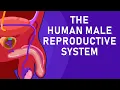 Download Lagu The Journey of Sperm: How the Male Reproductive System Works