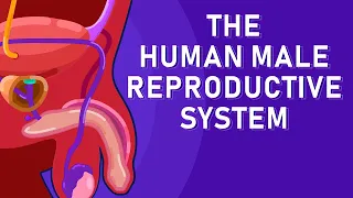 Download The Journey of Sperm: How the Male Reproductive System Works MP3