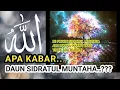 Download Lagu APAKABAR DAUN SIDRATUL MUNTAHA