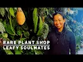 RARE PLANT SHOP LEAFY SOULMATES
