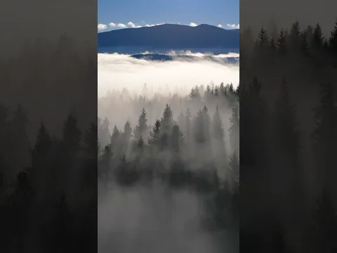 Deep in the forest, even time seems to slow down. 🌲