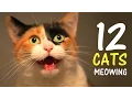 12 CATS MEOWING LOUDLY | Make your Cat Go Crazy! 2.0 HD