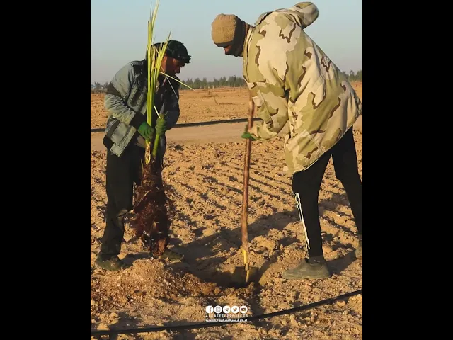 ⁣بالفيديو: زراعة النخيل في مزرعة الساقي