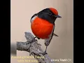 Download Lagu Amazing Flora \u0026 Fauna - with Bird Song soundtrack