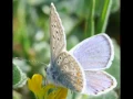 ROBERTO MANCINI - MARIPOSITA