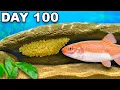Simulating a Stream Ecosystem for 100 Days