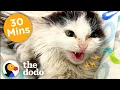 30 Minutes Of Our Favorite Feel-Good Animal Stories The Dodo