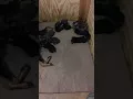 Doberman kennels