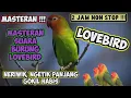 Masteran Suara Burung Lovebird Ngeriwik Ngetik Panjang Non Stop 2 Jam