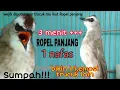 Download Lagu pancingan Trucukan gacor ropel panjang 1 nafas bikin trucuk lain emosi iri