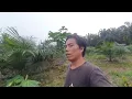 Download Lagu Hujan gerimis kumpul di pondok pakde bermalam temani pakdw bukde