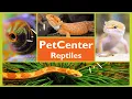 PetCenter Reptile Department Highlight
