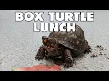 What Do Box Turtles Eat Animal Feeding