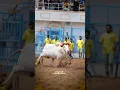 Download Lagu Jallikattu videos 35