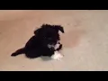 Maltese schnauzer mix