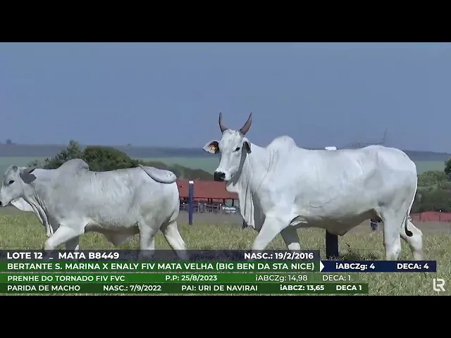Vaca Nelore MATA-B8449