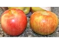 Lagu Honeycrisp Apples vs Gala Apples Review