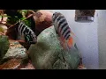 Zebra Acara Cichlids Spawning