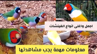 مالا تعرفه عن الكولدن فينش وطريقة تزاوجه وموطنه والارباح الكبيرة من انتاجه اغلى الفناجس واجملها 