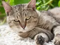 American Polydactyl Cats Explained