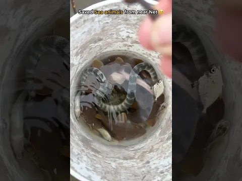 Saved sea snake and sharks from nearby fishing net 🥹