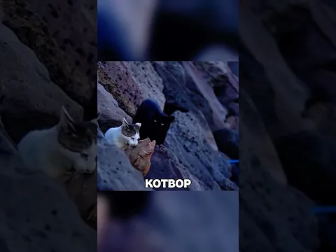 Маленький кот СОВЕРШИЛ настоящий подвиг😱🌊🐱
