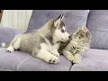Download Lagu Husky Puppy Reacts To Meeting Kitten For The First Time! [CUTEST VIDEO EVER]