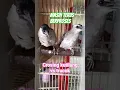Download Lagu Crossing Kutilang vs Trucuk 2 #burung #birds  #burungkicau #kutilang #kutilangmania #trucukan